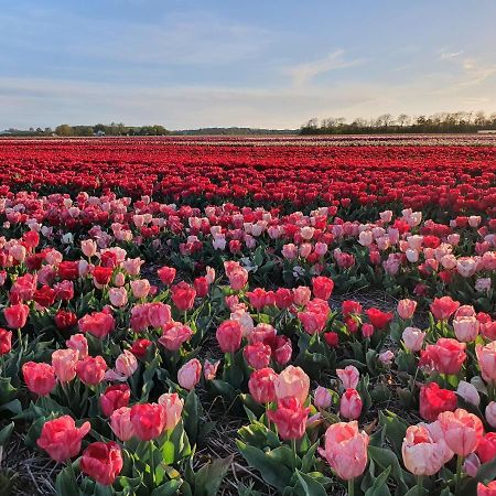 Buitenhuis Egmond Egmond aan den Hoef Dış mekan fotoğraf