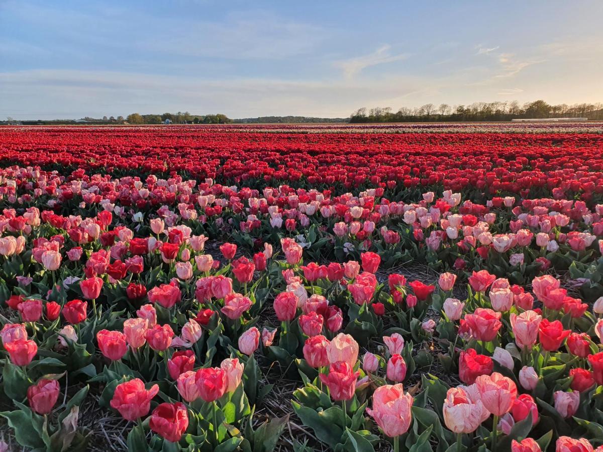 Buitenhuis Egmond Egmond aan den Hoef Dış mekan fotoğraf